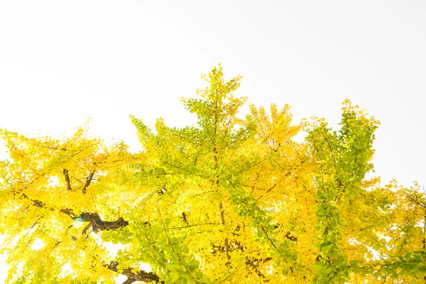 Foglie di ginkgo giallo — Foto Stock