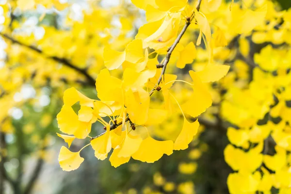 Желтые листья гинкго — стоковое фото