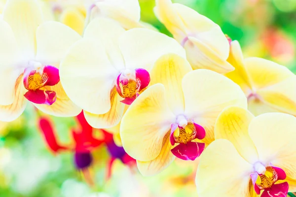 Beautiful orchid flowers — Stock Photo, Image