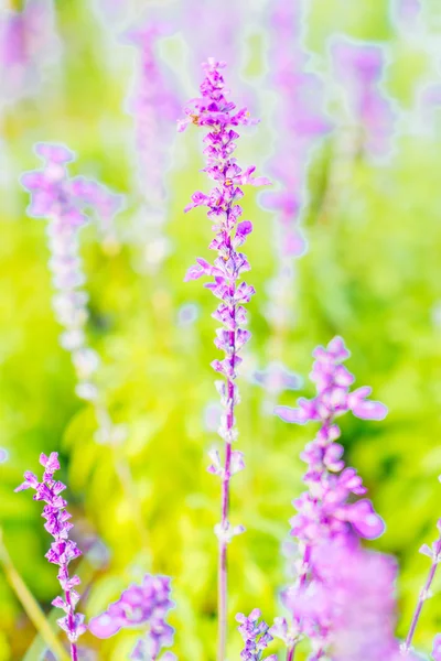 Bellissimo fiore di lavanda — Foto Stock