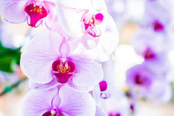 Beautiful orchid flowers — Stock Photo, Image