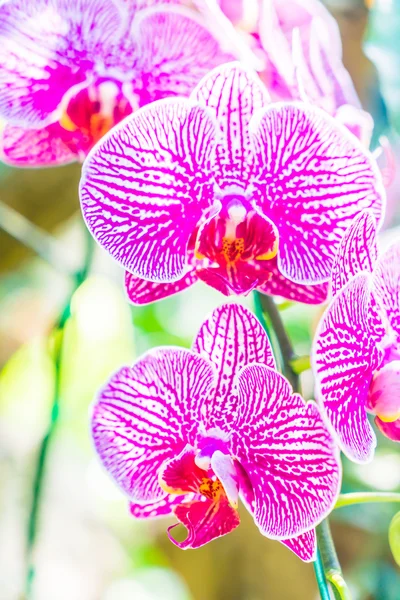 Vakre orkideen blomster – stockfoto