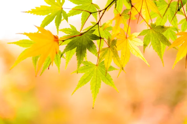 Beautiful maple leaves in park — Stock Photo, Image