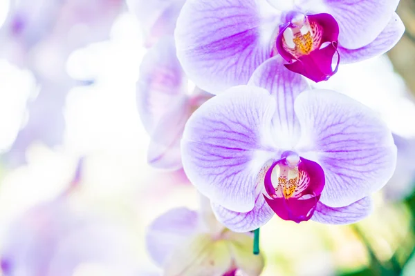 Beautiful orchid flowers — Stock Photo, Image