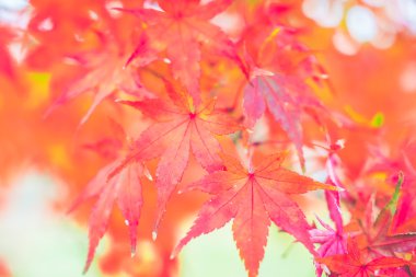 kırmızı akçaağaç yaprakları
