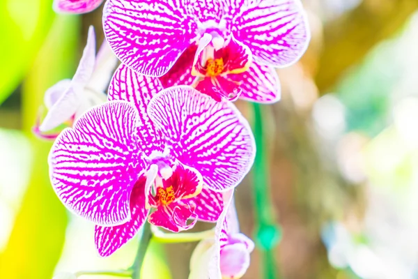 Beautiful orchid flowers — Stock Photo, Image