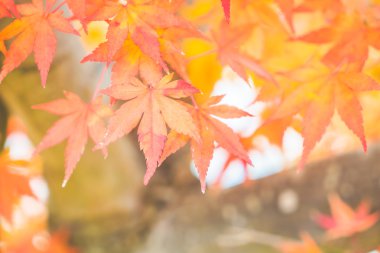 kırmızı akçaağaç yaprakları