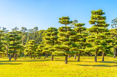 İmparatorluk Sarayı'nın bahçesinde Bonsai ağaçlar