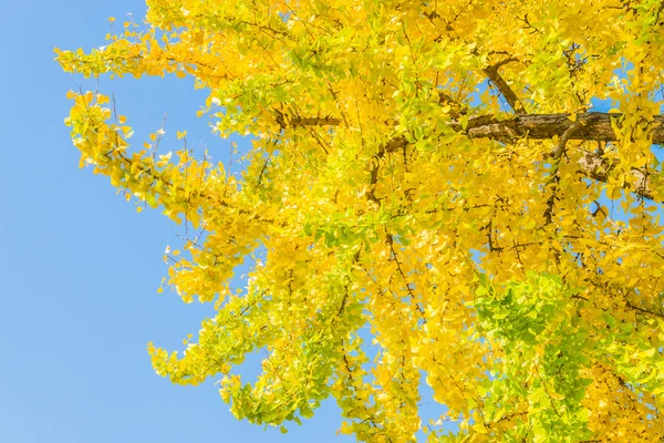 Дерево гинкго в Японии — стоковое фото