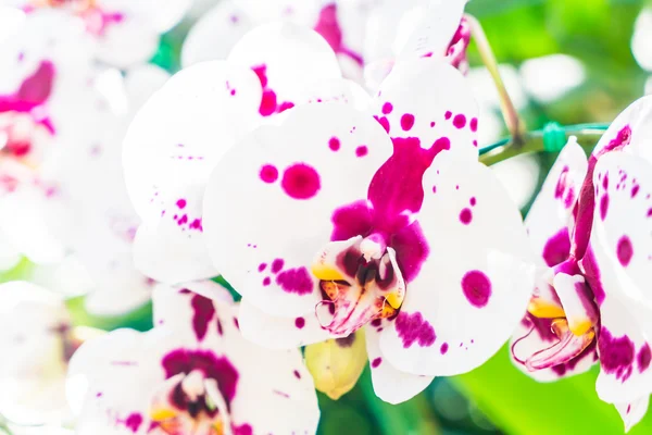 Beautiful orchid flowers — Stock Photo, Image