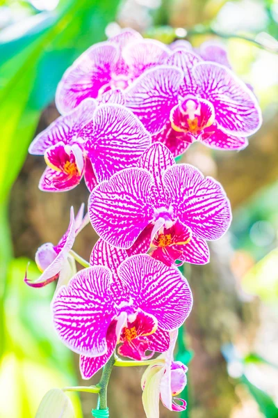 Lindas flores de orquídea — Fotografia de Stock