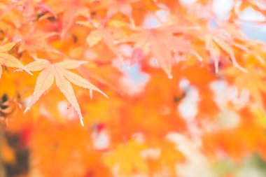 kırmızı akçaağaç yaprakları