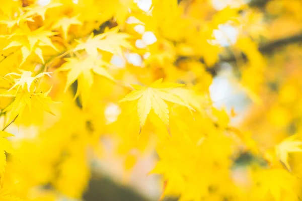 Yellow Maple leaves — Stock Photo, Image