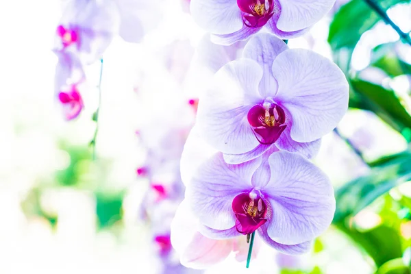 Beautiful orchid flowers — Stock Photo, Image