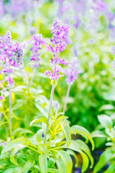 Bellissimi fiori di lavanda — Foto Stock