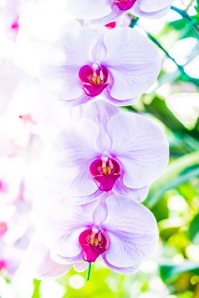 Beautiful orchid flowers — Stock Photo, Image