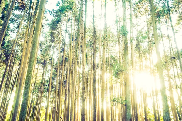 Selva con raíces de árbol — Foto de Stock