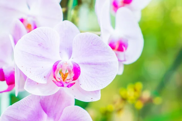 Bellissimi fiori di orchidea — Foto Stock