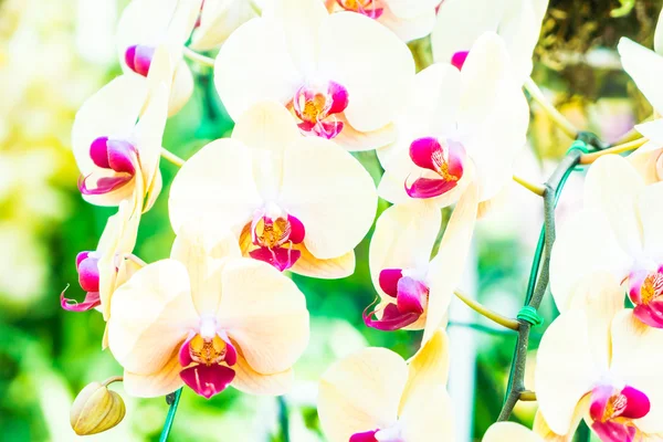 Beautiful Orchid flowers — Stock Photo, Image