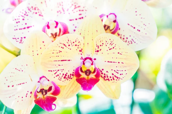 Lindas flores de orquídea — Fotografia de Stock