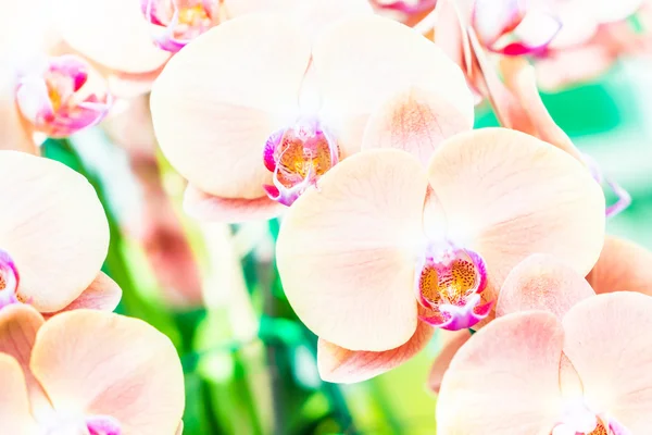 Beautiful Orchid flowers — Stock Photo, Image