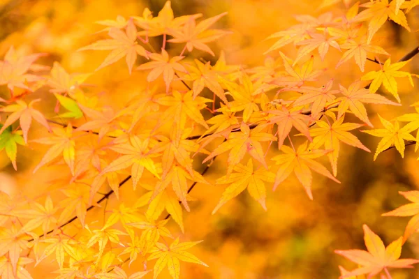 Карликовые листья в парке — стоковое фото