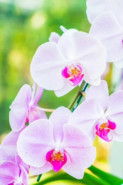 Beautiful Orchid flowers — Stock Photo, Image