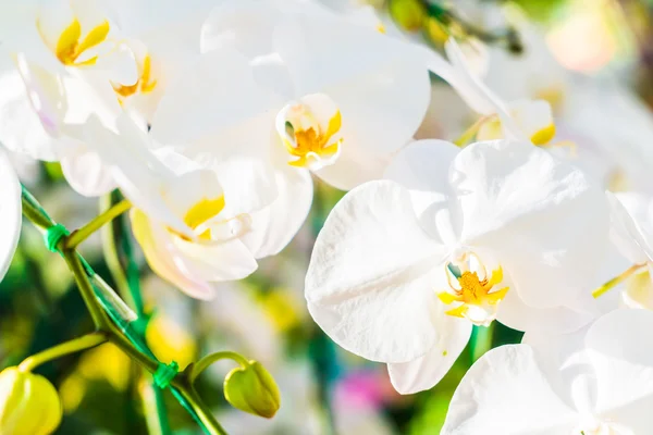 Lindas flores de orquídea — Fotografia de Stock