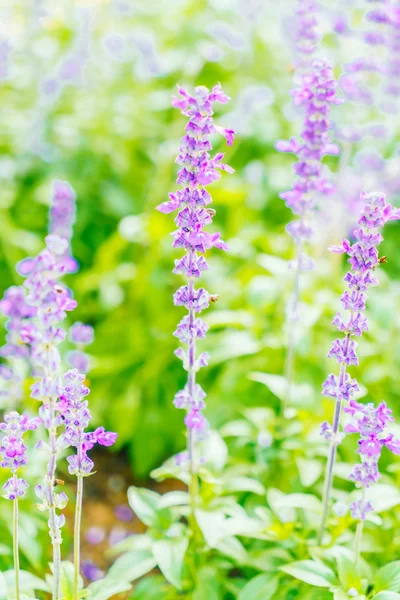 Bellissimo fiore di lavanda — Foto Stock