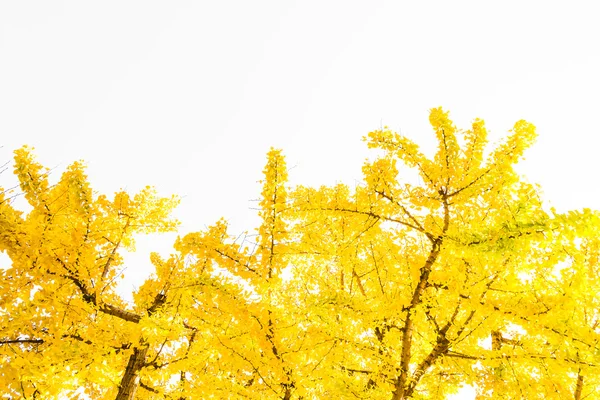 Žluté listy jinanu — Stock fotografie