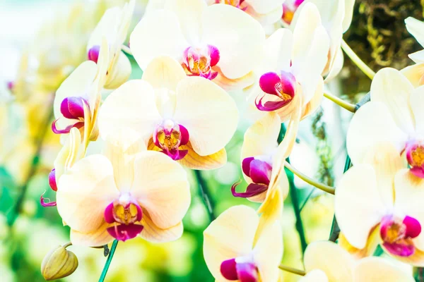 Bellissimi fiori di orchidea — Foto Stock