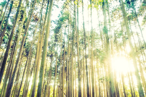 Selva con raíces de árbol — Foto de Stock