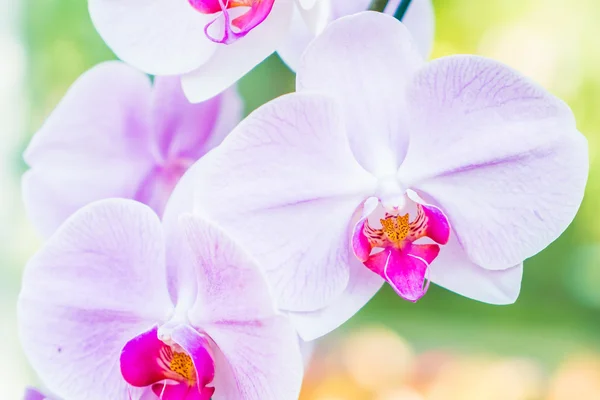 Beautiful Orchid flowers — Stock Photo, Image