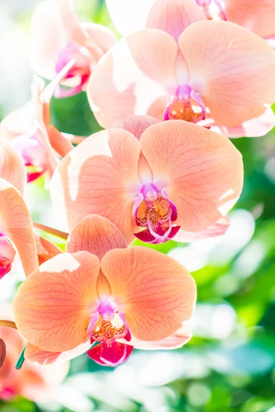 Beautiful Orchid flowers — Stock Photo, Image