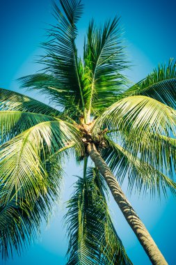 gökyüzü hurma ağacı