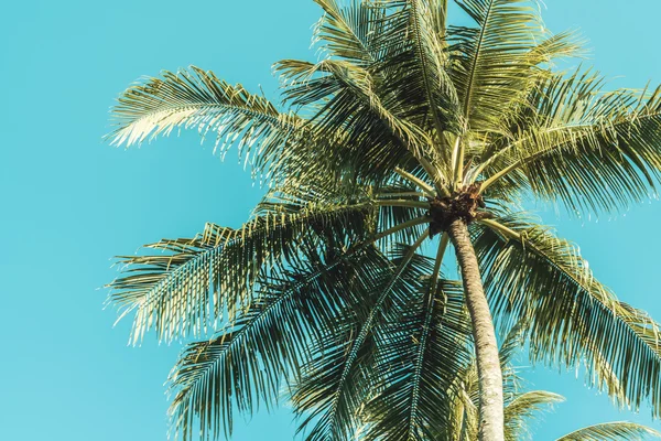 Palmera en el cielo — Foto de Stock