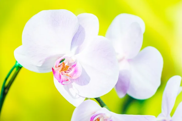 Krásná orchidej květina — Stock fotografie