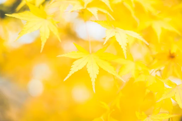 Карликовые листья в парке — стоковое фото