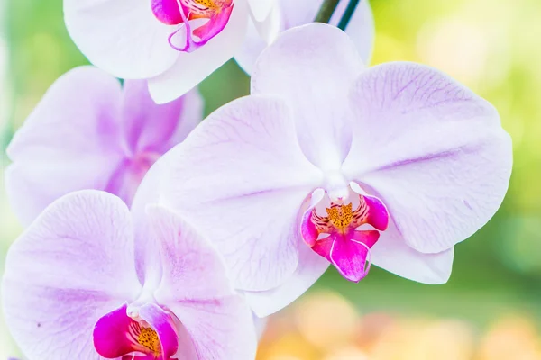 Mooie orchideebloem — Stockfoto