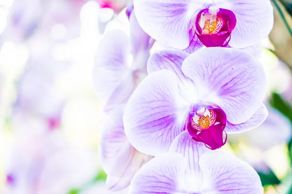 Beautiful Orchid flower — Stock Photo, Image