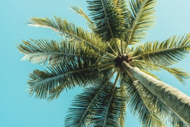 gökyüzü hurma ağacı