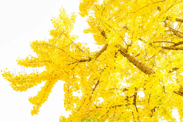 Gelbe Ginkgoblätter — Stockfoto