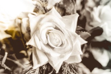 Güzel gül çiçeği