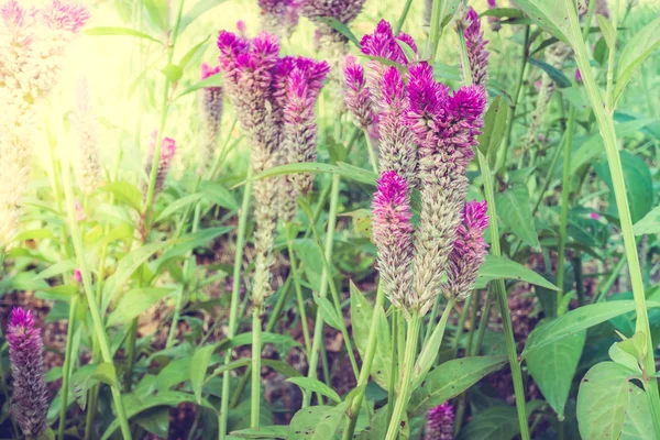 ヴィンテージの美しい花 — ストック写真