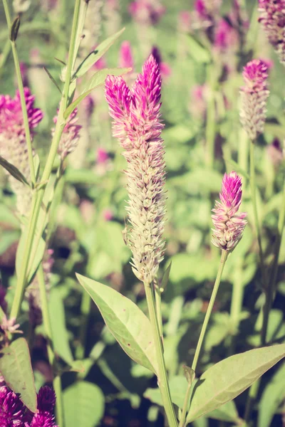 Bellissimi fiori vintage — Foto Stock