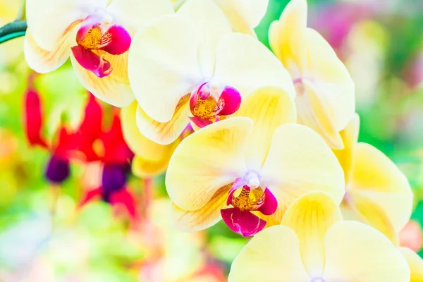 Mooie orchideebloemen — Stockfoto