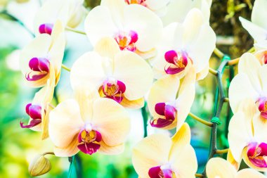 güzel orkide çiçekler