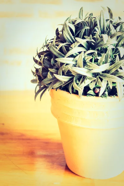 Vase plante dans la chambre — Photo