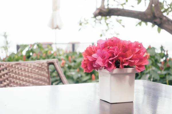 Bougainvillea flowers in vase — Stock Photo, Image