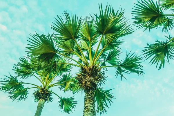 Beautiful Palm trees — Stock Photo, Image